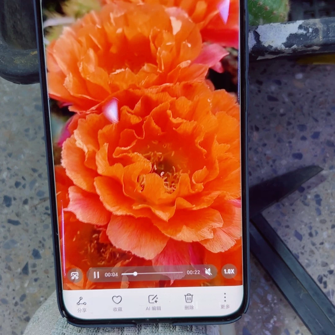 下26彩草奇迹歪无根侧芽4公分左右20包邮