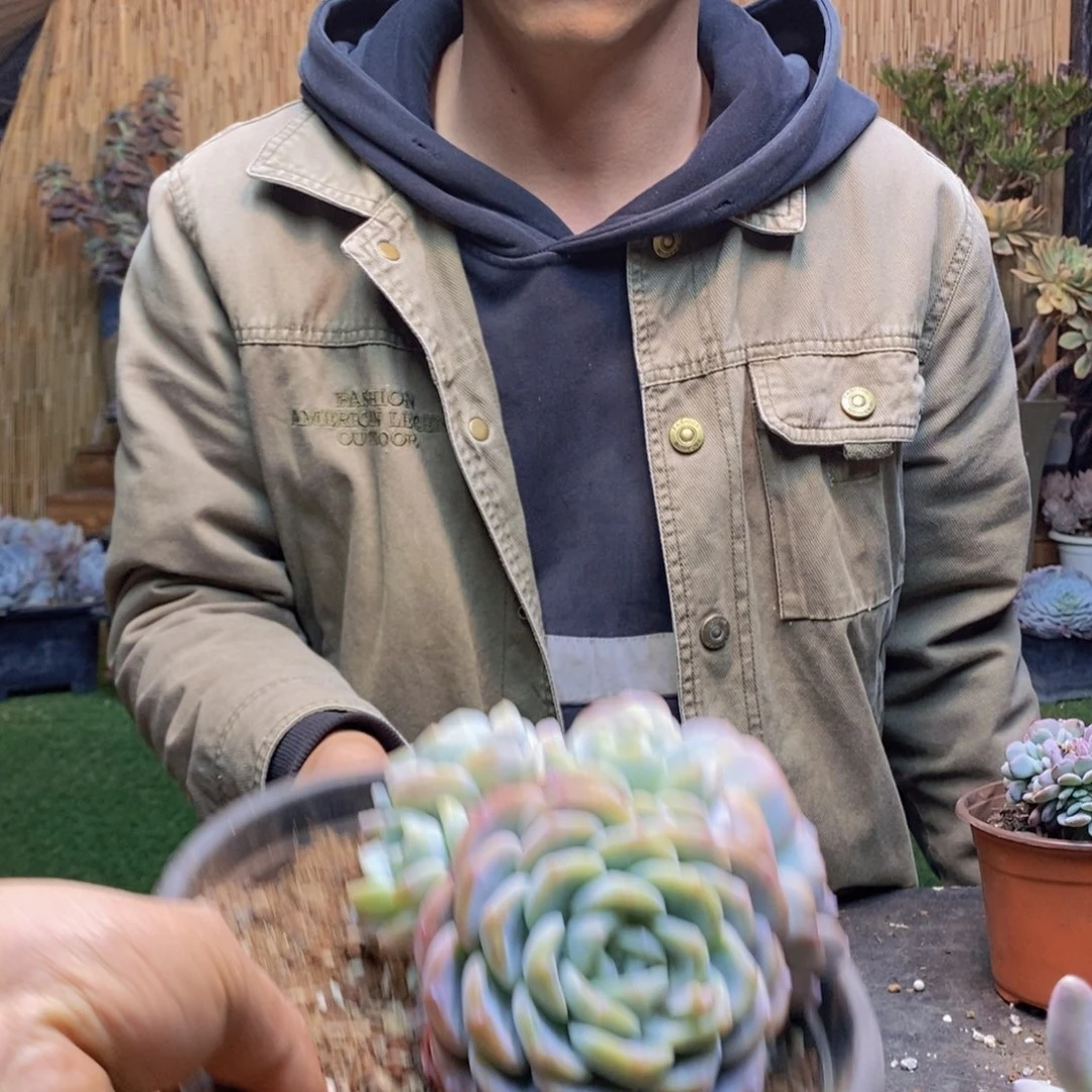 羊**烂D110号冰玉群生