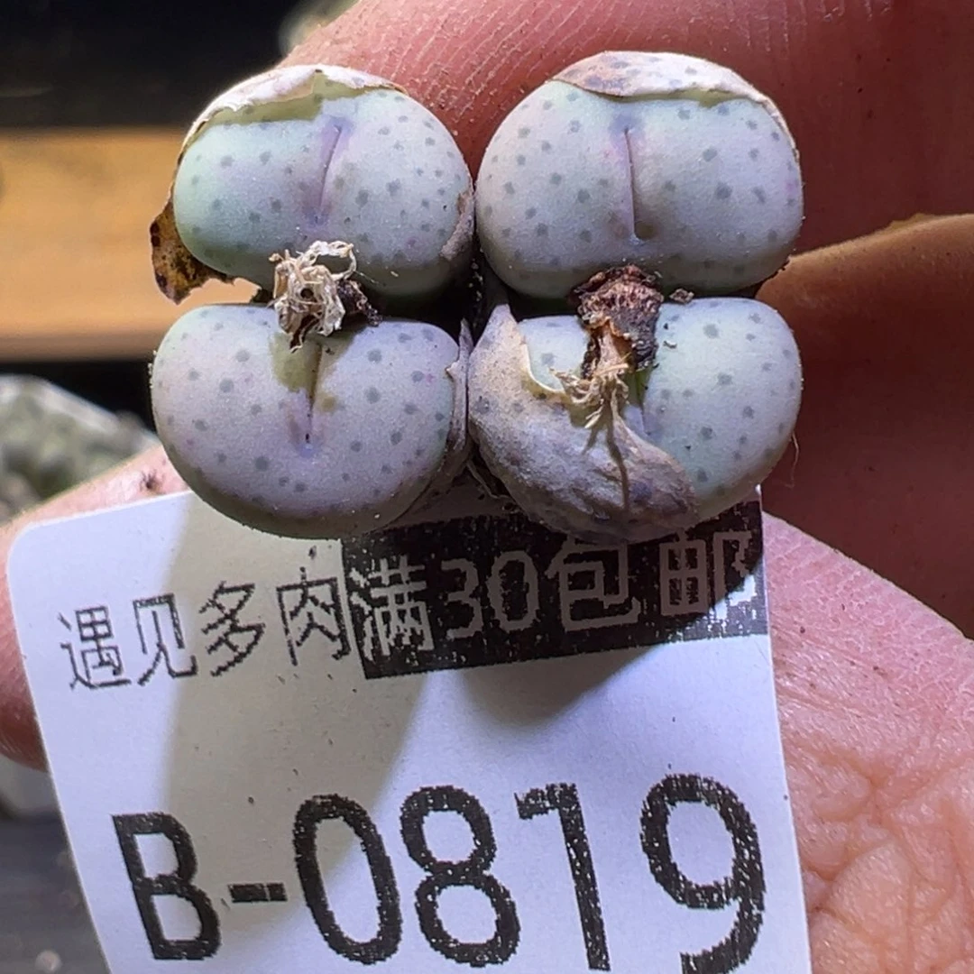 多肉植物11111111111