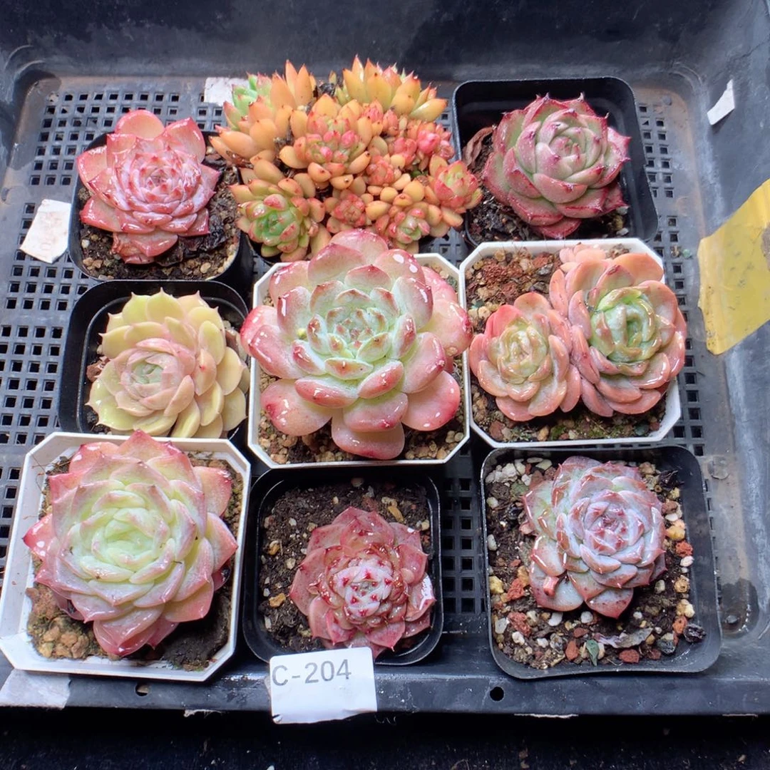 无花朵c205yyyyyyyy