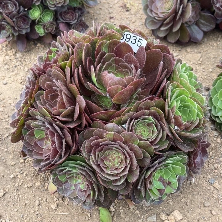 935花月夜多肉植物