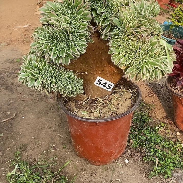 545白凤老庄缀化老板子