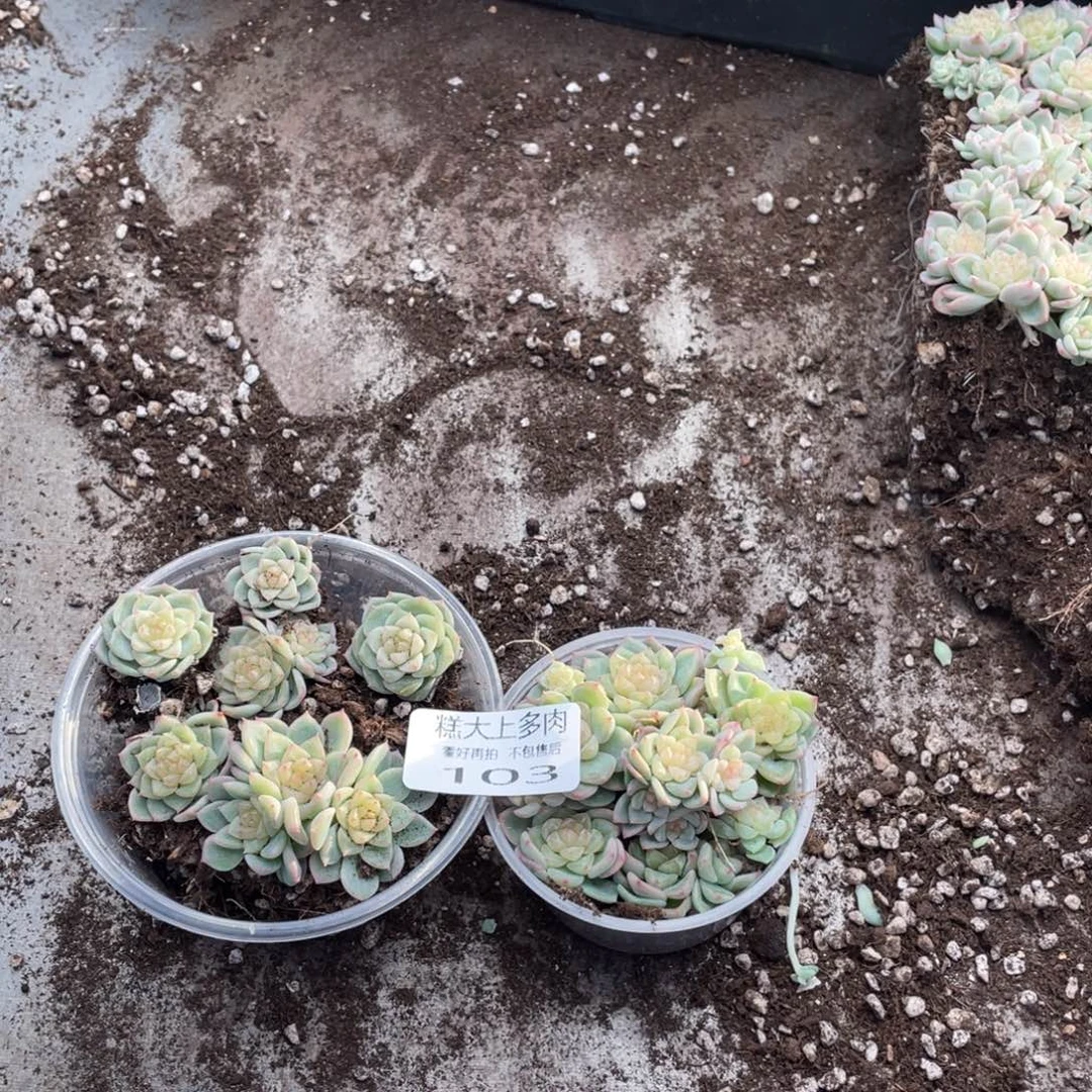多****糕大上多肉植物103