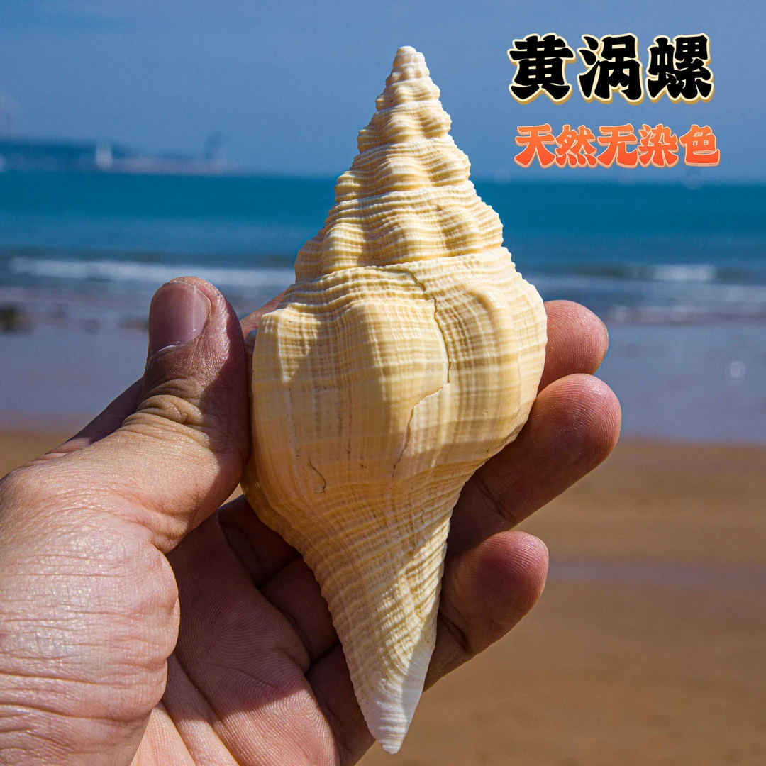 天然海螺黄色贝壳黄涡螺家居摆件装饰道具鱼缸