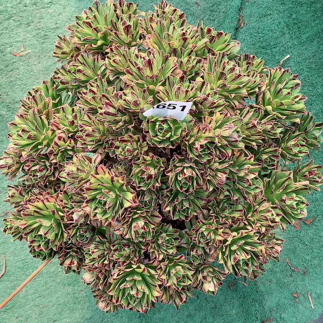 幸*⭐651碧火多肉植物