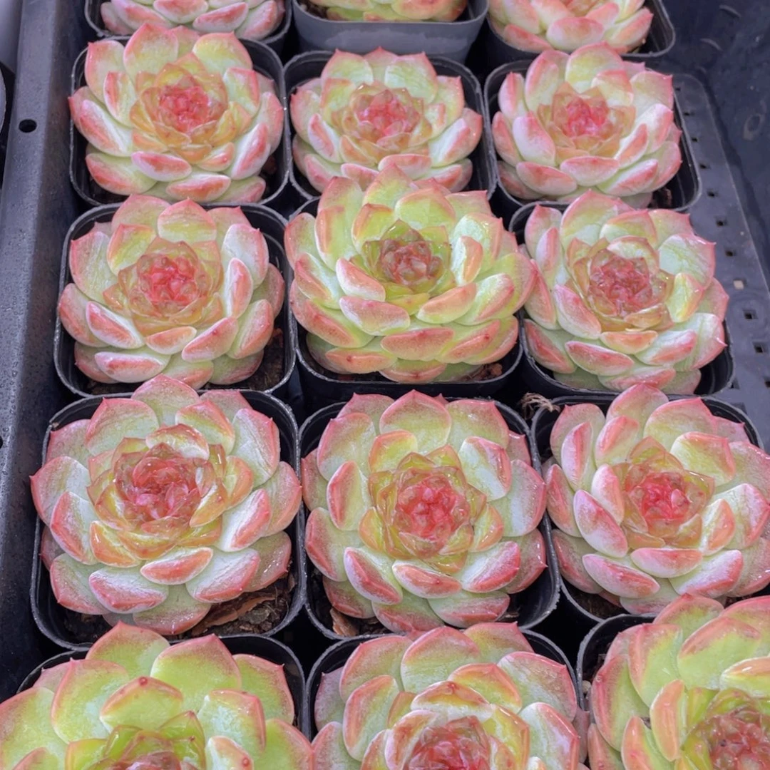 127号 冰宝珍妮单头一个