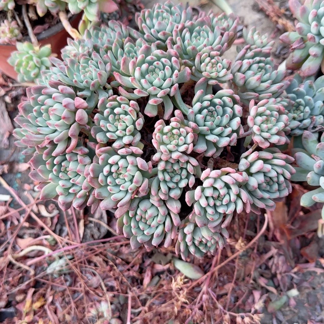 无花朵蓝苹果150群生