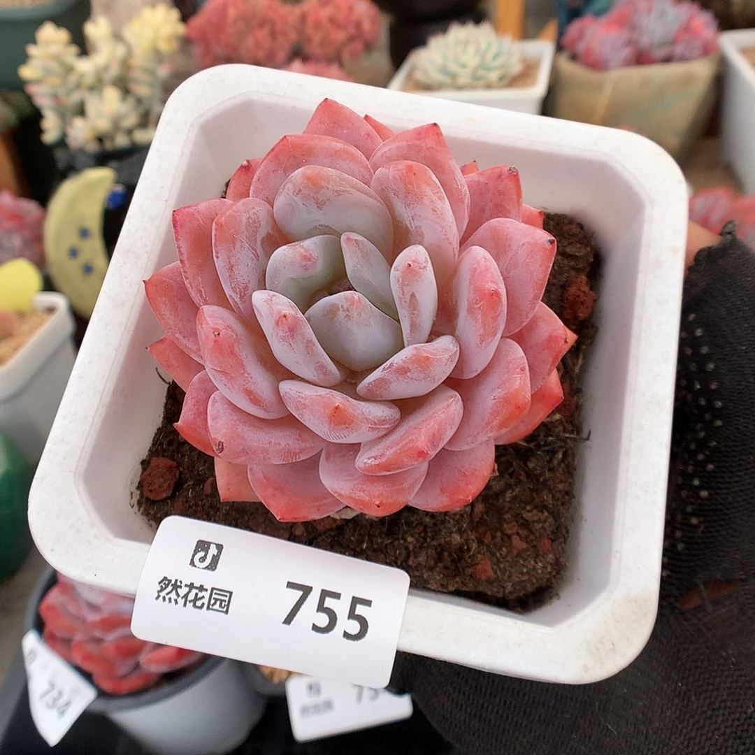 755果冻橙多肉植物666
