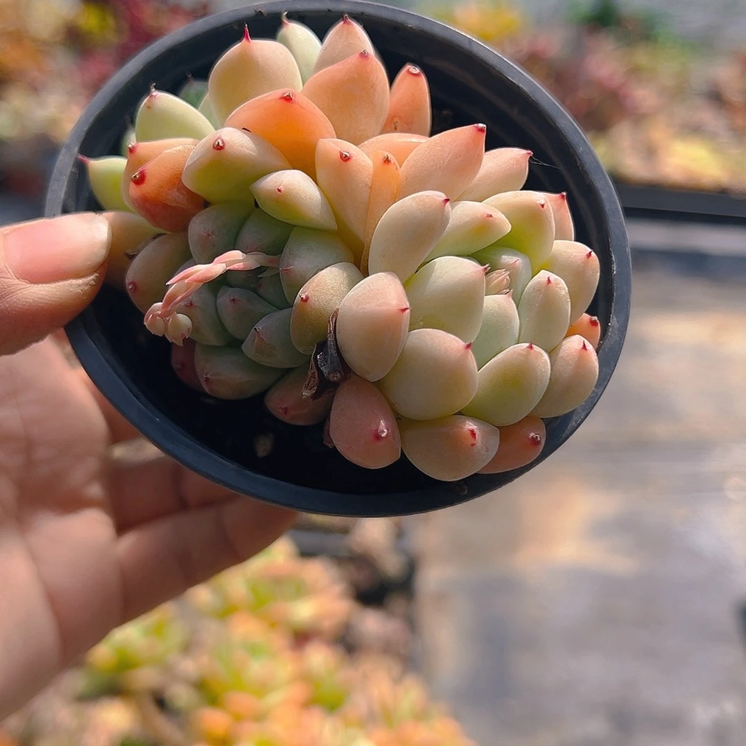 759，带盆带土发货