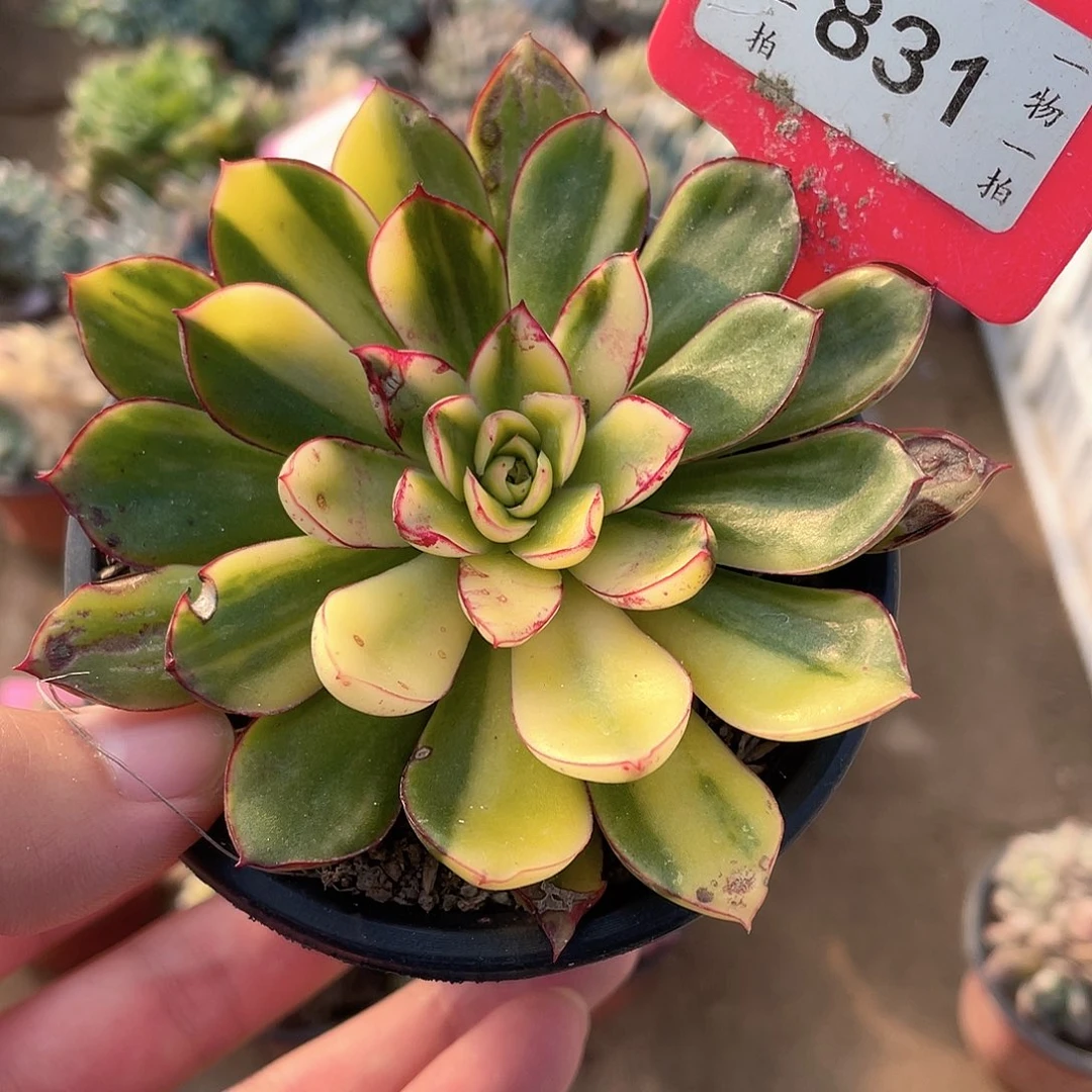 佛拉门戈花锦831号多肉