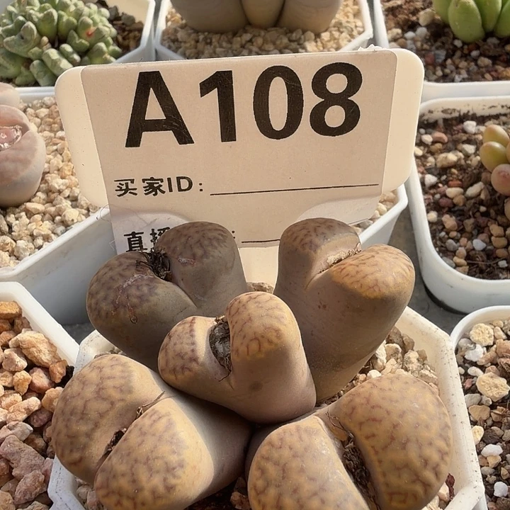 108。多肉植物的生长