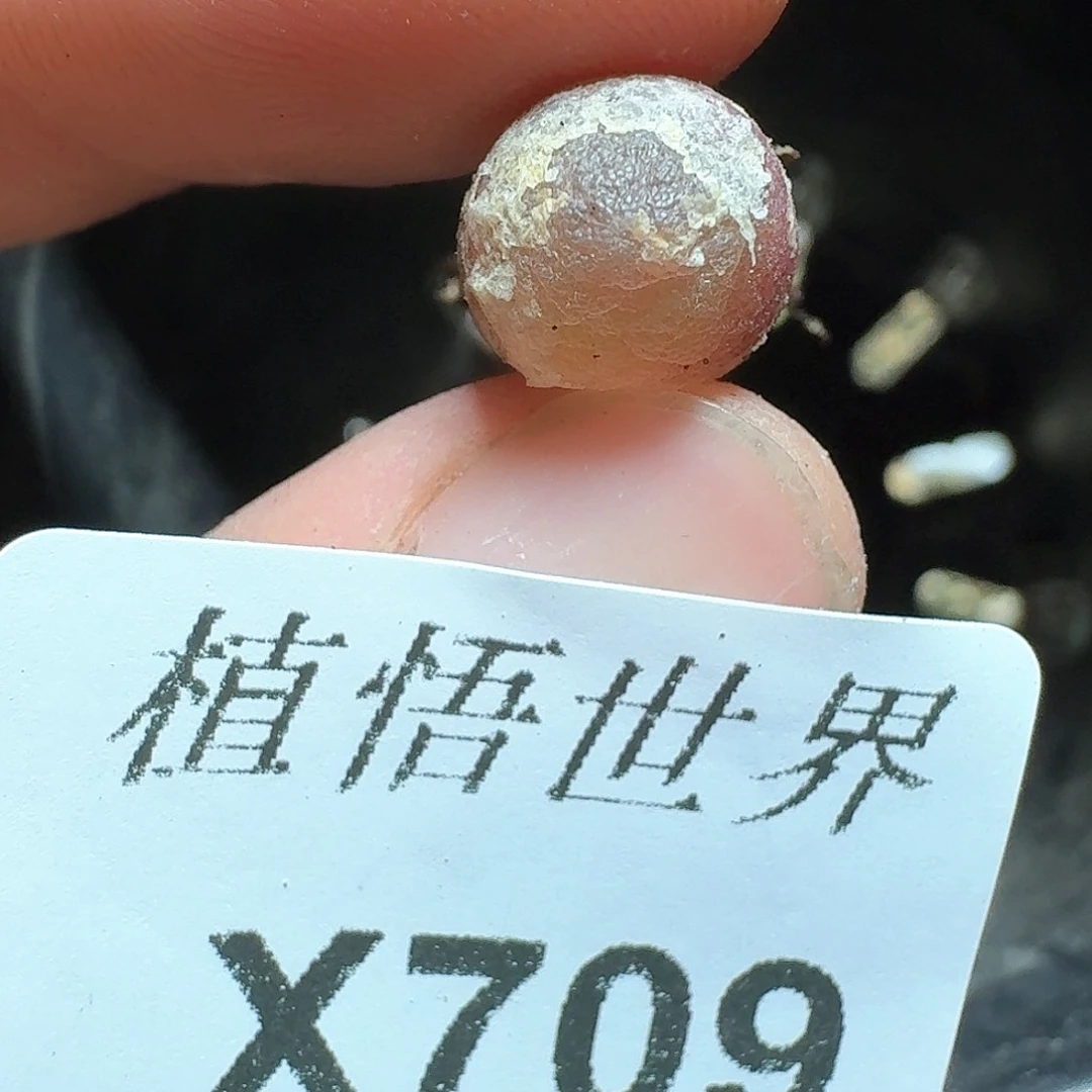 709号多肉植物哇v