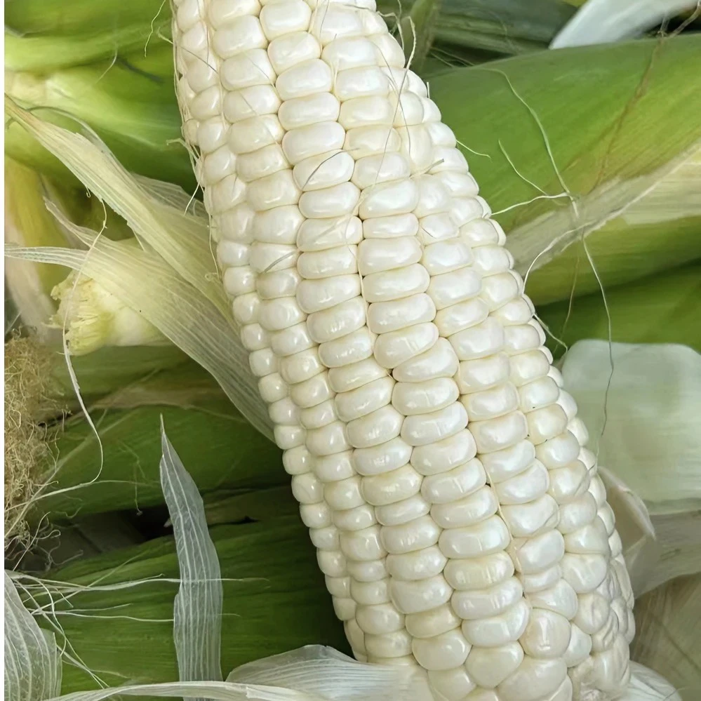 农科糯336玉米10根产地平谷北京市