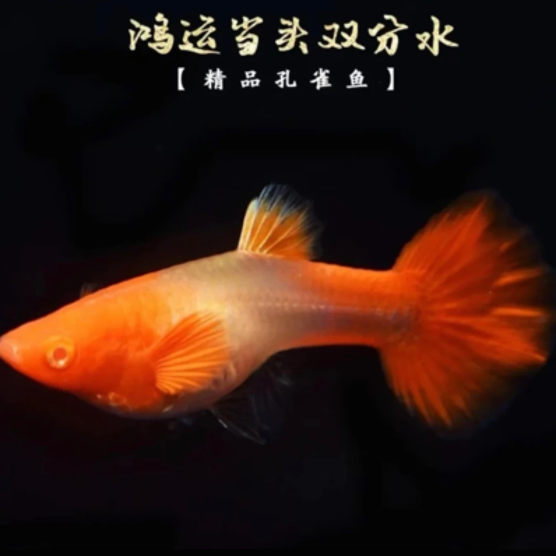 鸿运当头双分水(入缸后不包损)