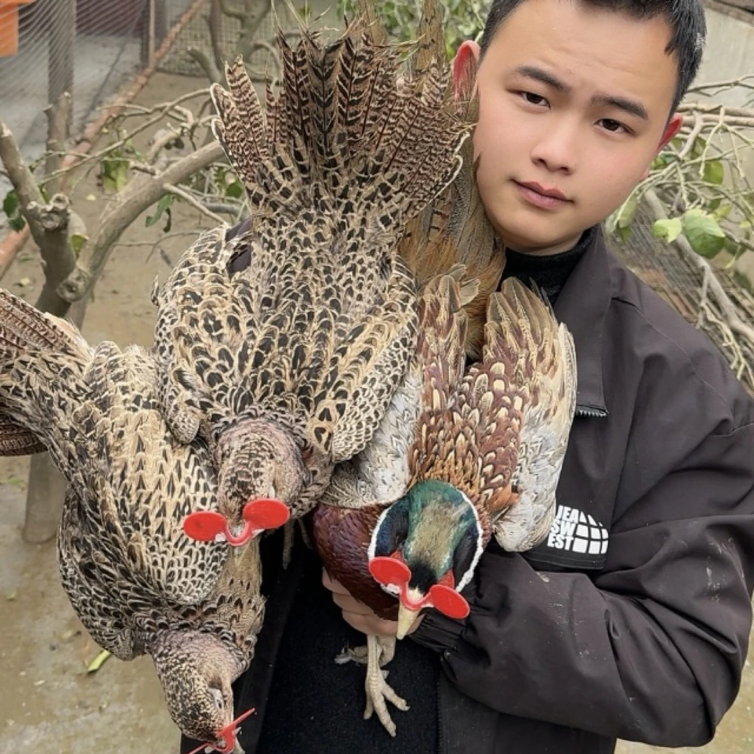 【一公两母】宠物鸡  人工养殖 七彩山鸡 粮食喂养长尾鸡 顺丰包邮