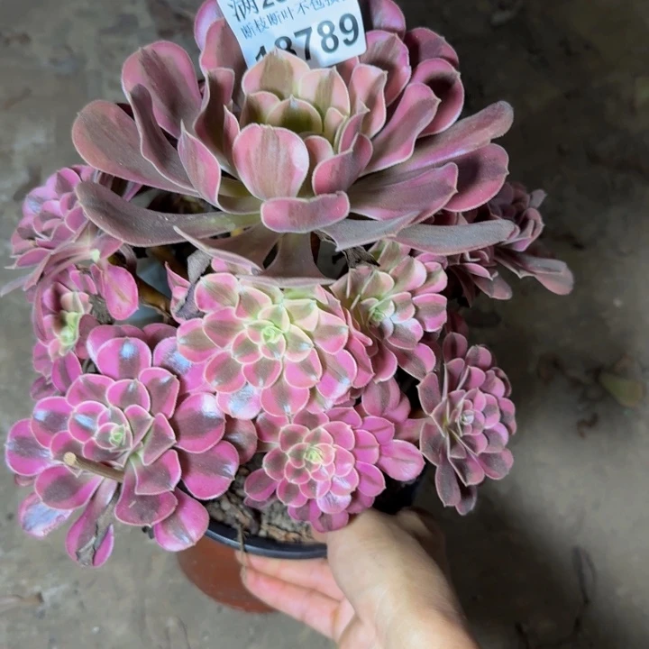 18789南美杜莎多肉植物