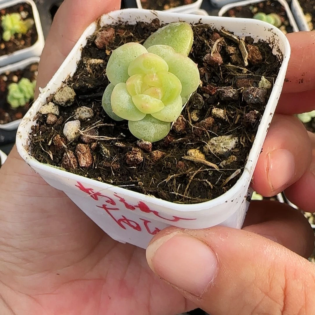 雨**°粉甜心中盆外棚一个满25包邮