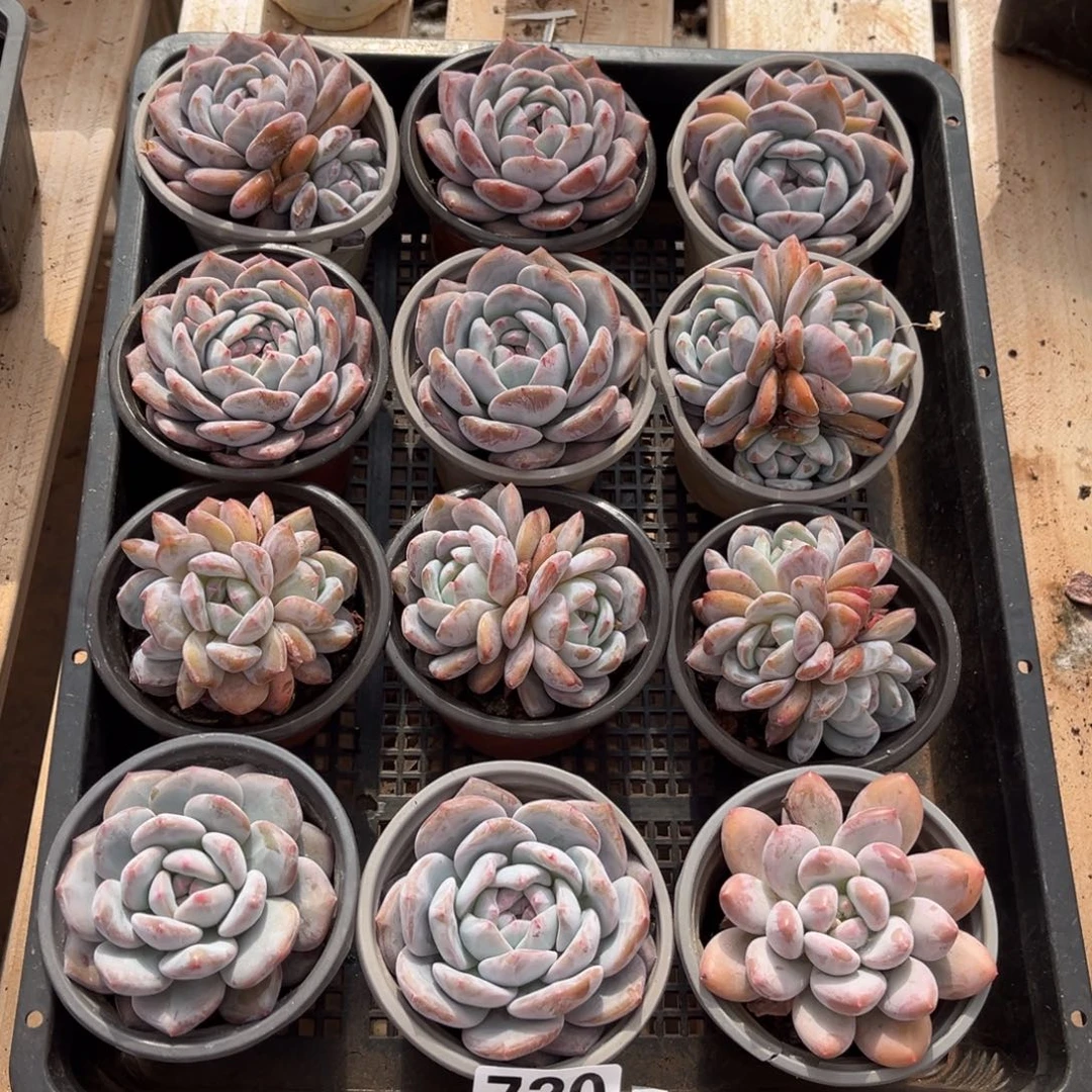 720号新疆西藏内蒙古不包邮