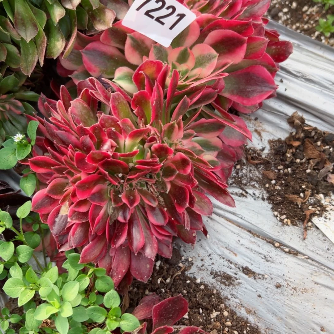 我7221 号多肉法师新年特价女郎