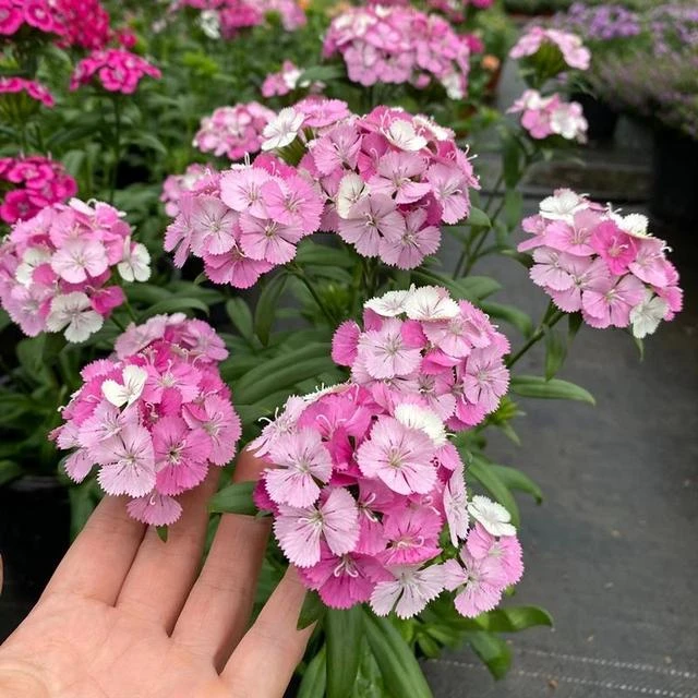 绣球石竹盆栽霹雳石竹庭院阳台多年生观花植物花期长五彩耐寒花卉