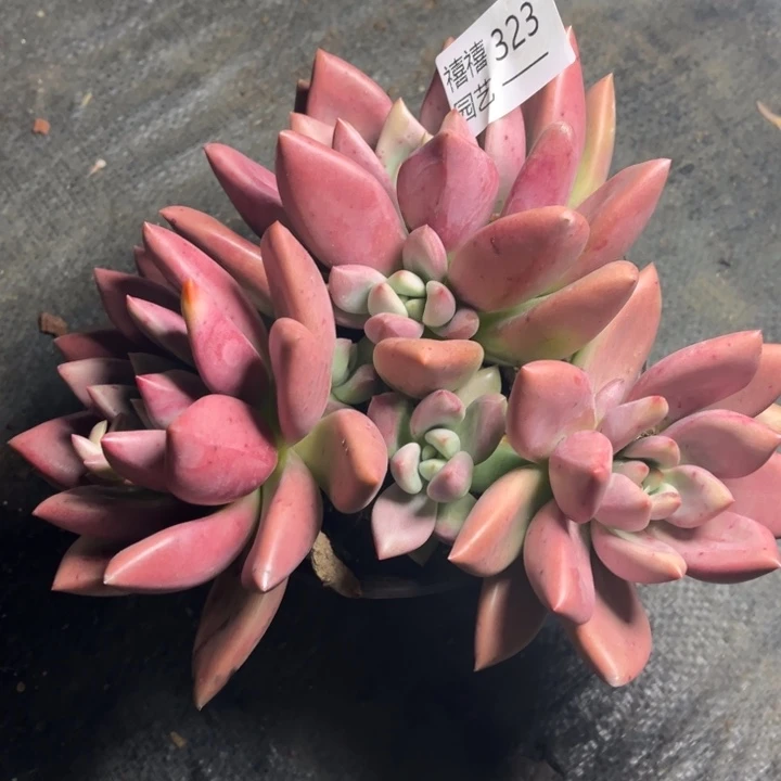 亮323桃花源多肉植物