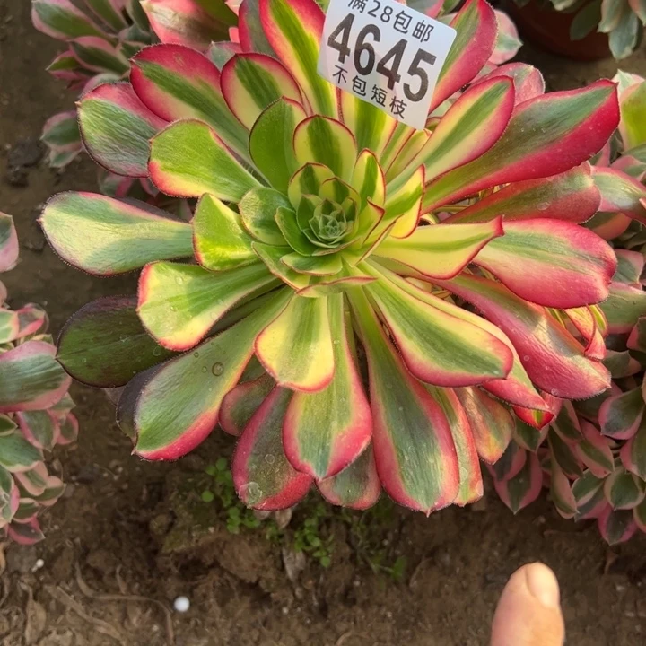 冰淇淋多肉植物法师无根4645