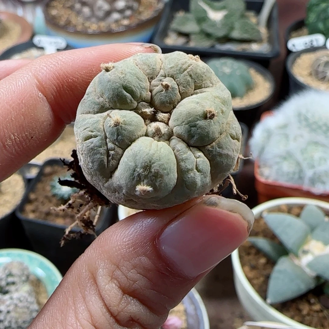 92侧芽自根萝卜根古田贝