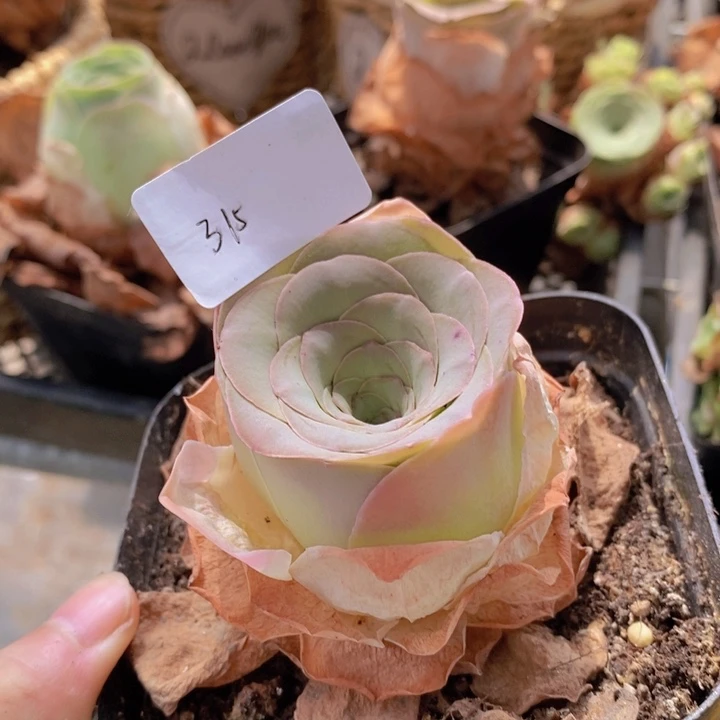 山地玫瑰315满15包邮