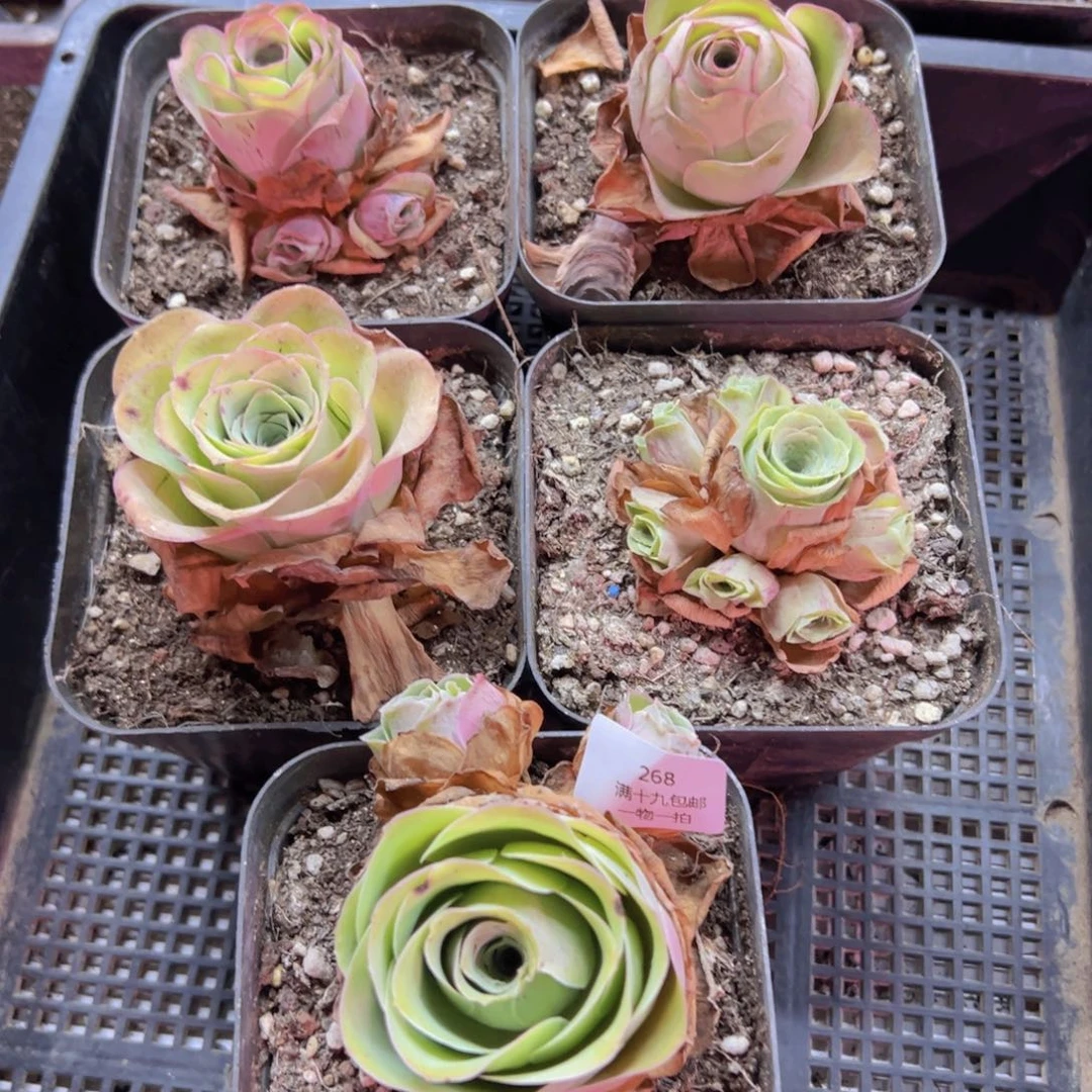 268 侧牙掉了不包损无售后