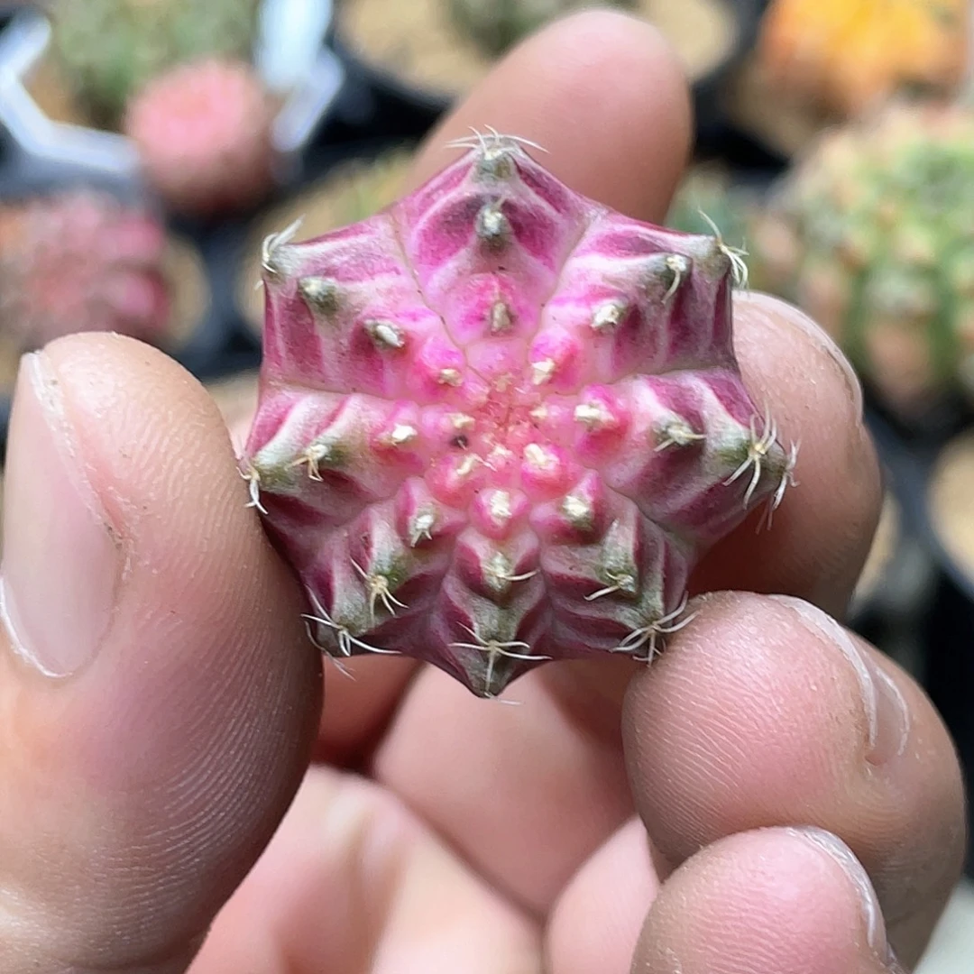 无花朵泰系实生根，白粉轮回，增棱价