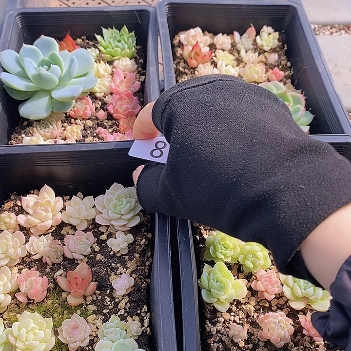 8 多肉植物盆栽花卉