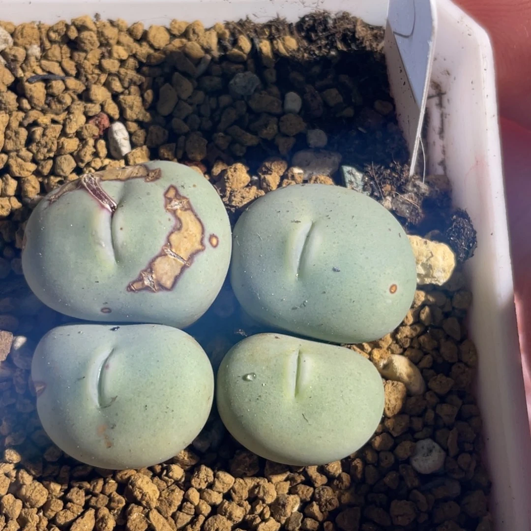 大型红嘴嘟嘟嘴植物一物一拍