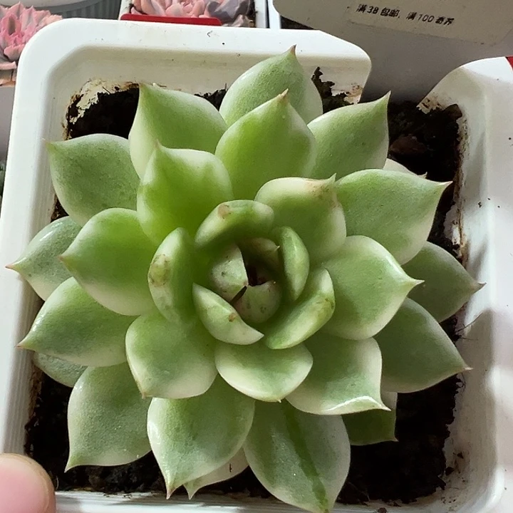 45号黑水晶锦多肉