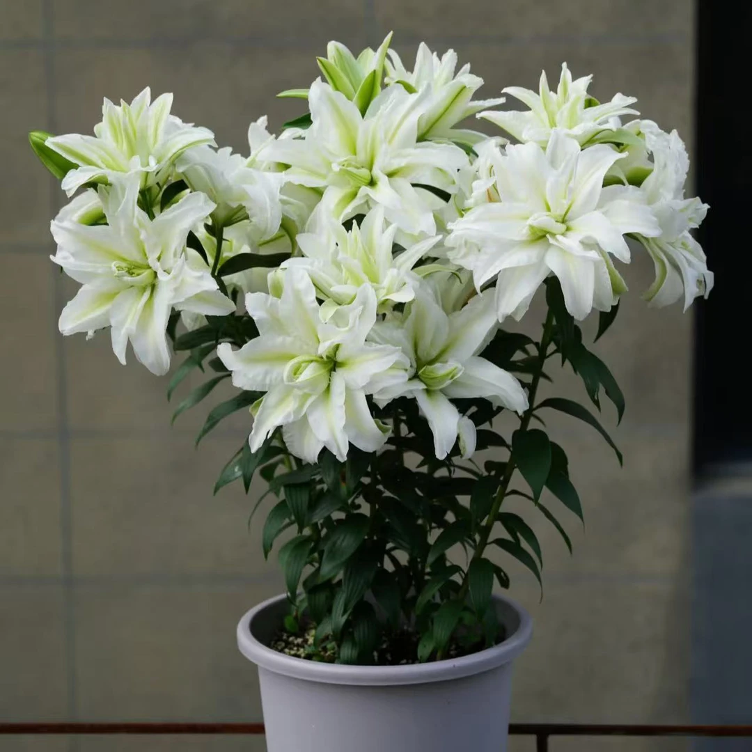 艾莎重瓣百合种球浪漫之星云南基地直发耐寒耐热中香（年后开花）