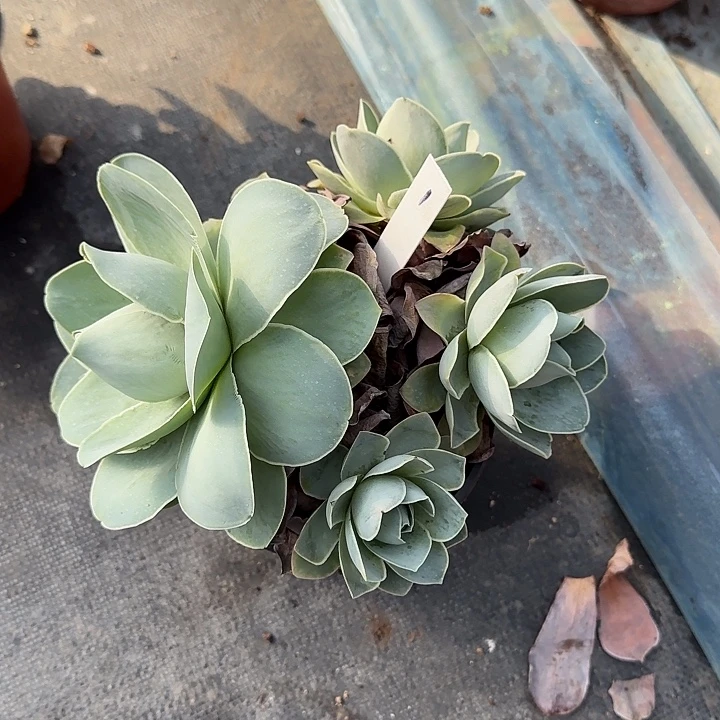 山地玫瑰一物一拍，脱土发，1号，不包断侧芽