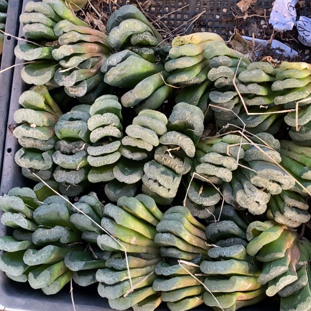 2403 一颗实生大玉扇 双蛋福利