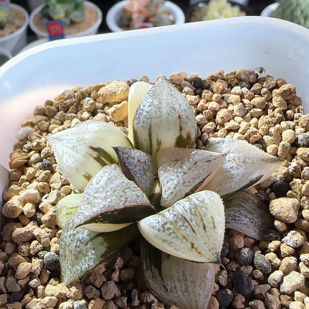 483号丸叶青蟹锦一物一拍带盆土