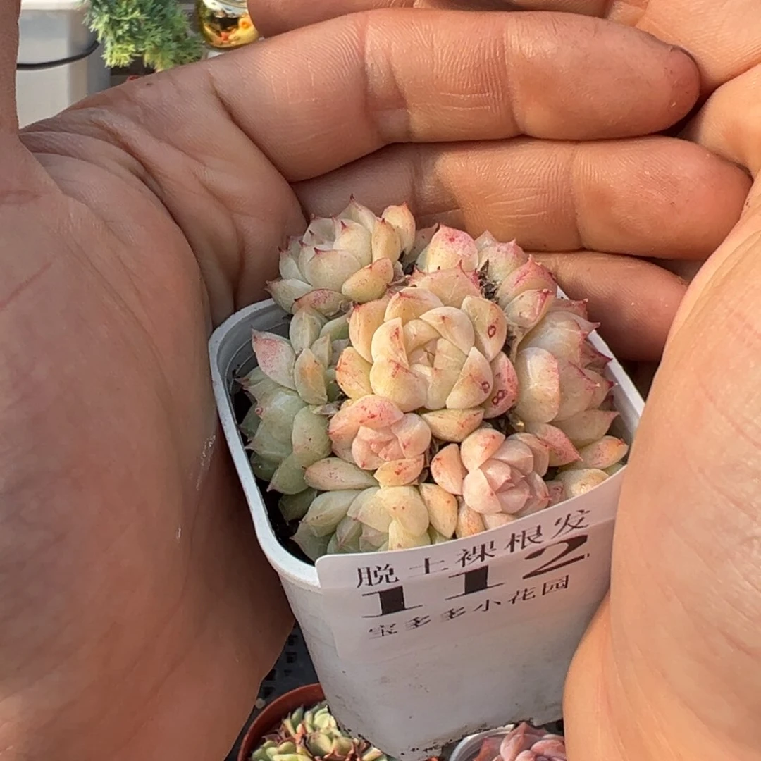 麦秆群多肉满28包邮脱土发