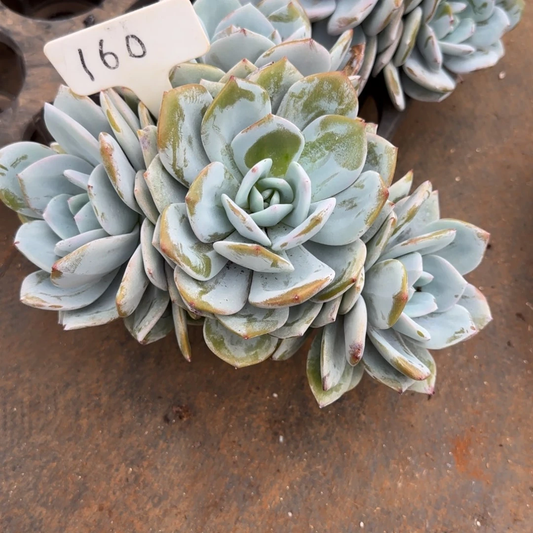 凤***槃160。      奶茶四头