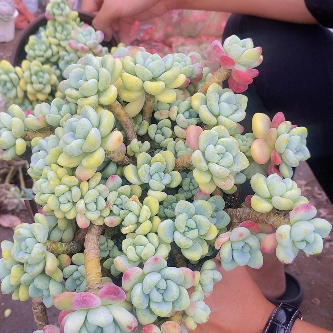 香香劳尔小飘枝18cm