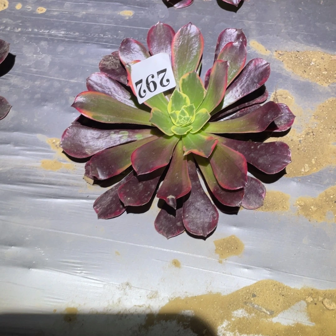 凤冠多肉植物多肉292