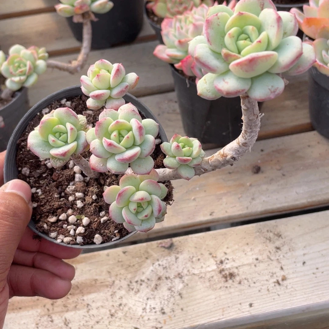 0708  香草  六月六