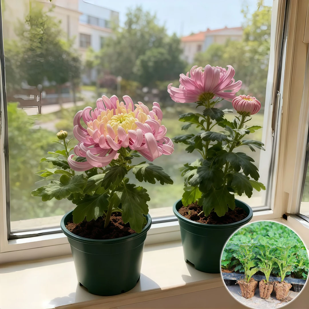 【华严的龙】菊花苗优质新鲜带原土超大花苗花卉绿植室内外种扦插苗