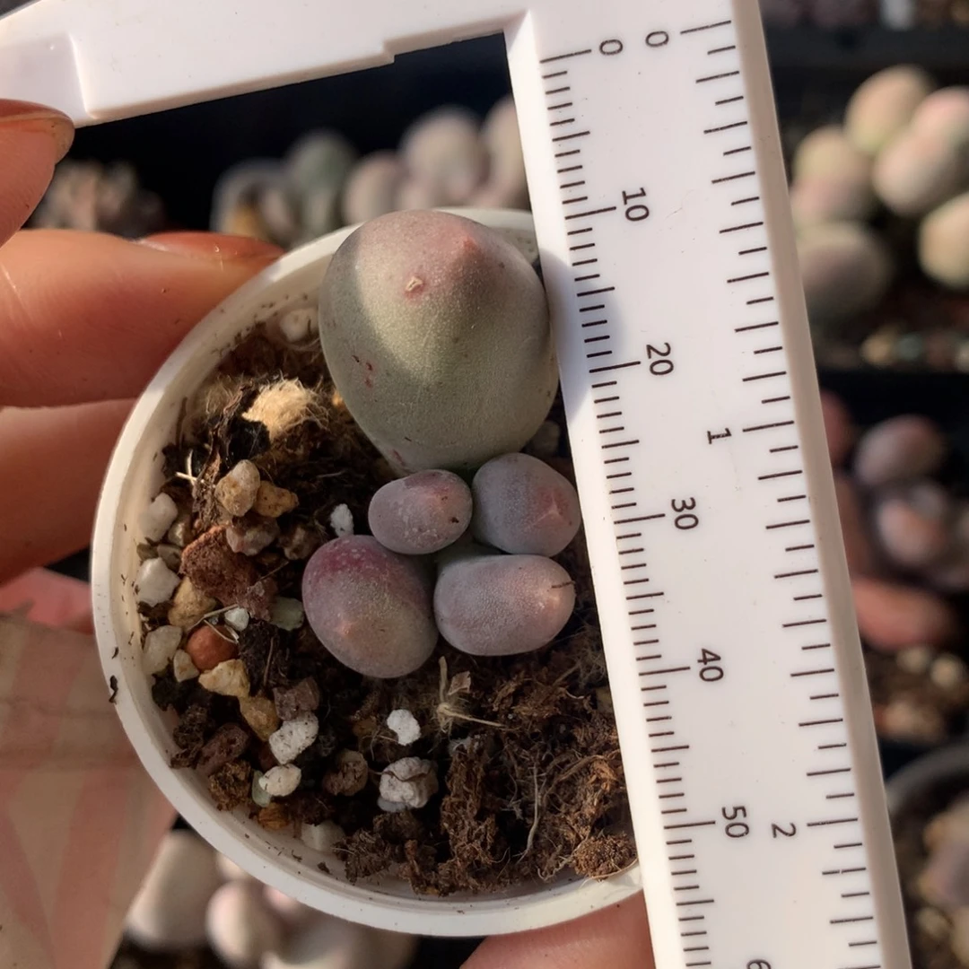 米可奶 不满28发到付，发一片叶，~