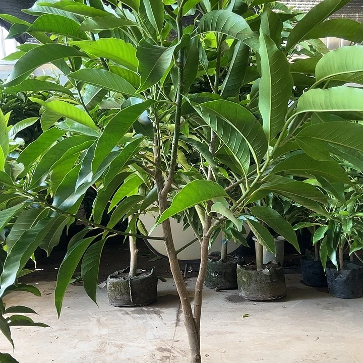 完全开放白兰花80价位