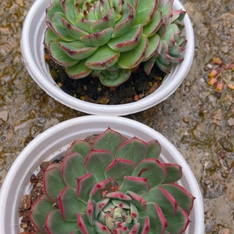 精品多肉两个组合