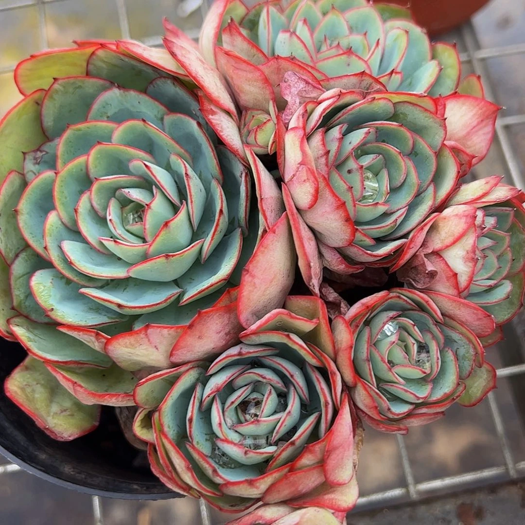 牡丹亭多头造型精品特价