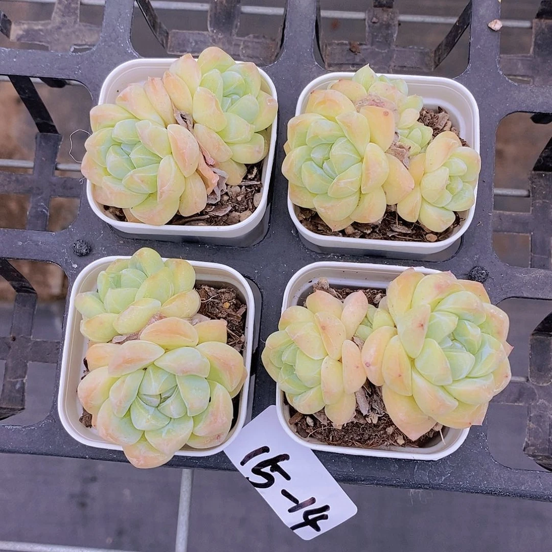 15-14-孤品干冰双头福利一颗量拍