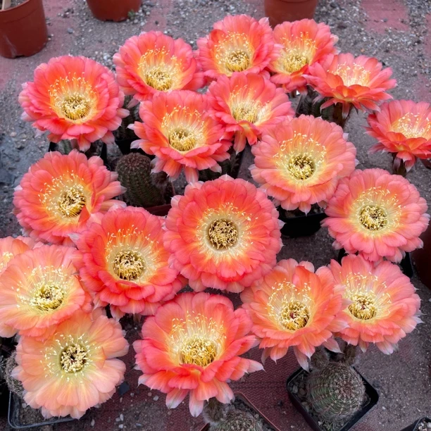 ky1537丽花仙人球开复色大花阳台好养多肉植物花卉盆栽