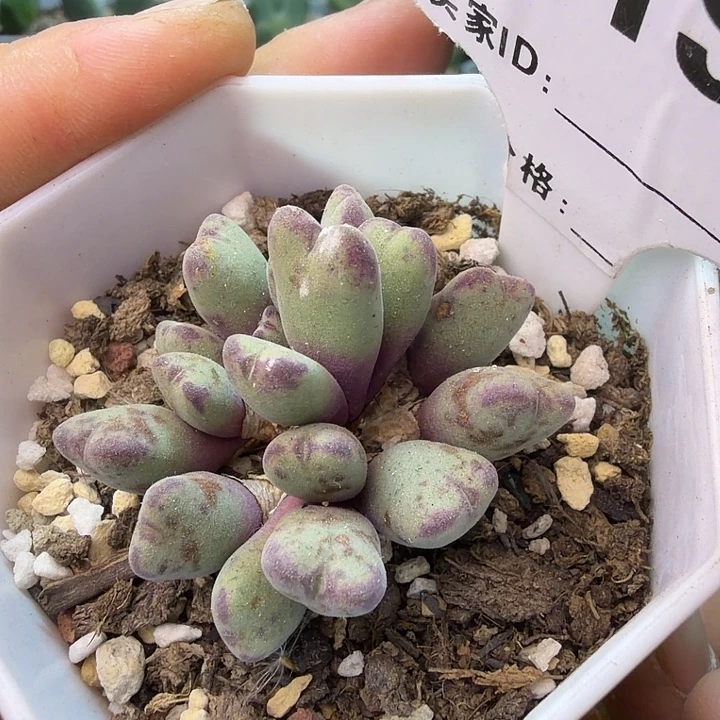 199。赤耳小迪一盆